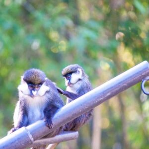 Monkeying Around with Mom Photo Print Baby touching Mom on back african monkeys green jungle background