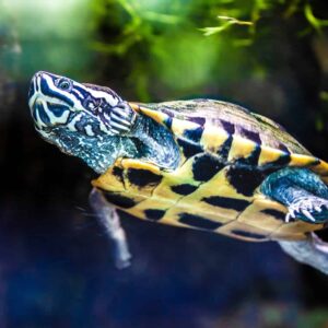 Baby turtle swimming in aquarium San Diego Zoo