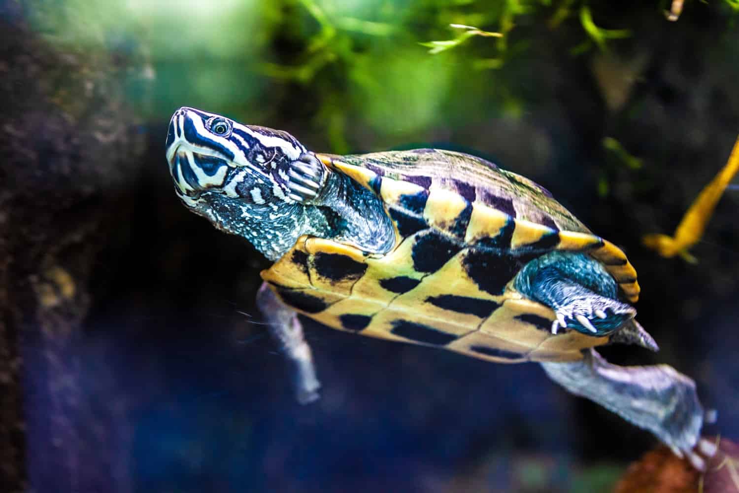 Baby turtle swimming in aquarium San Diego Zoo