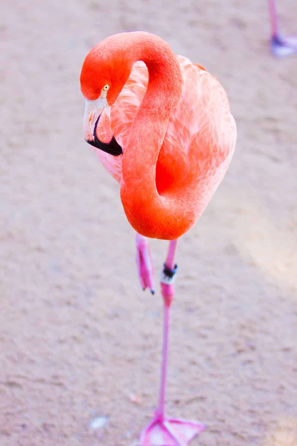 photo print Stand Out Flamingo San Diego Zoo Stand Out Flamingo