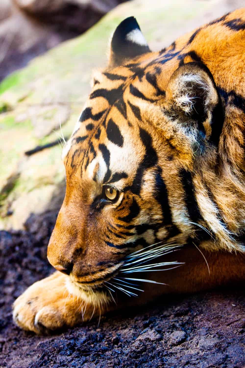 Tiger crouching face with Eye open and green rocks background