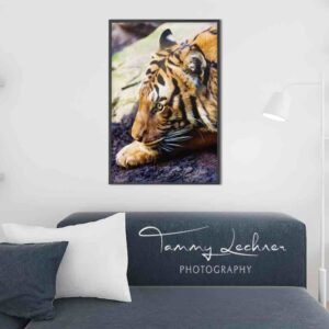 Mock up Tiger crouching face with Eye open and green rocks background